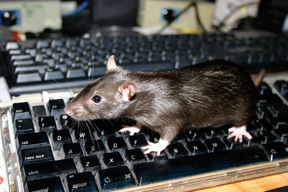 Rat on the keyboard